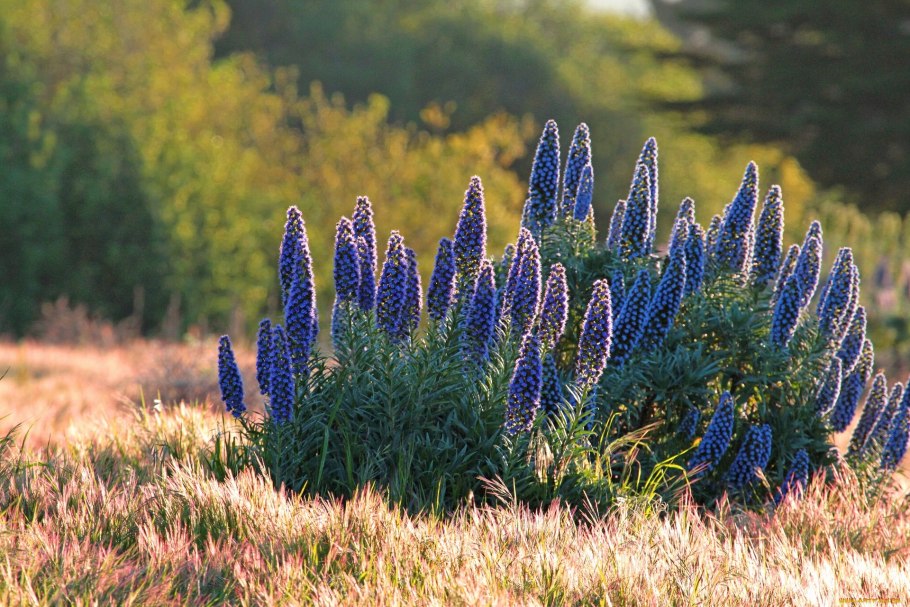 Echium pininana синяк Сосновый