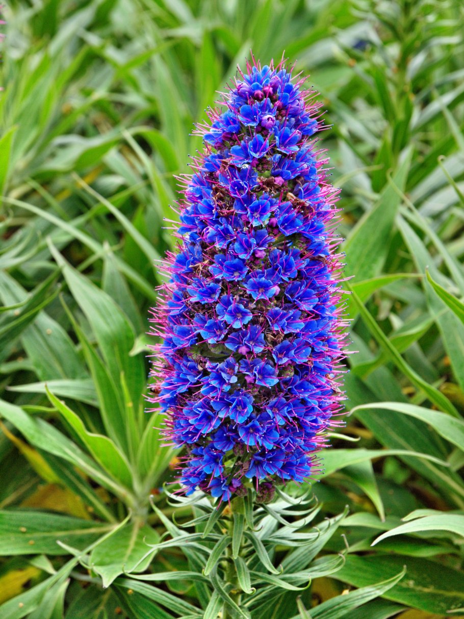 Эхиум Подорожниковый Пилигрим