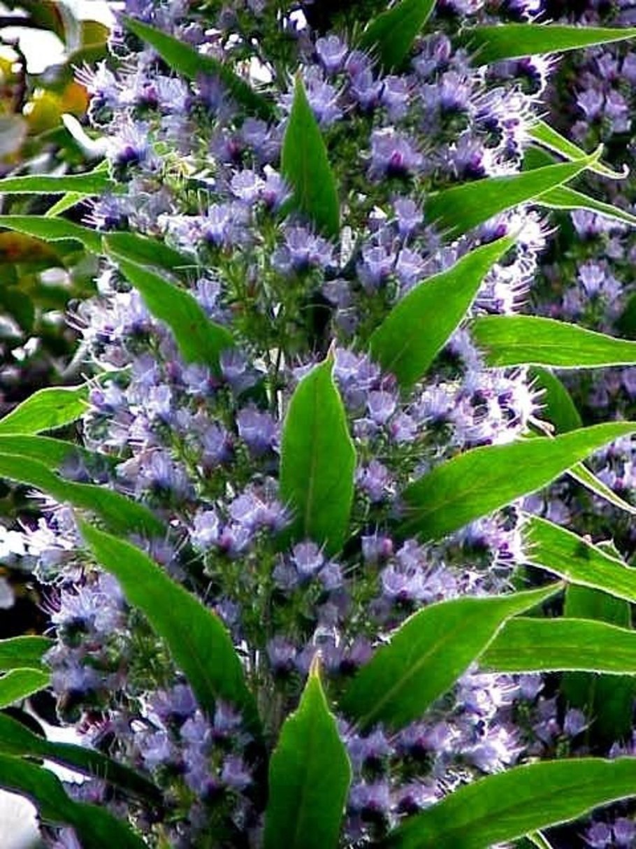 Тейде Тахинасте Тенерифе