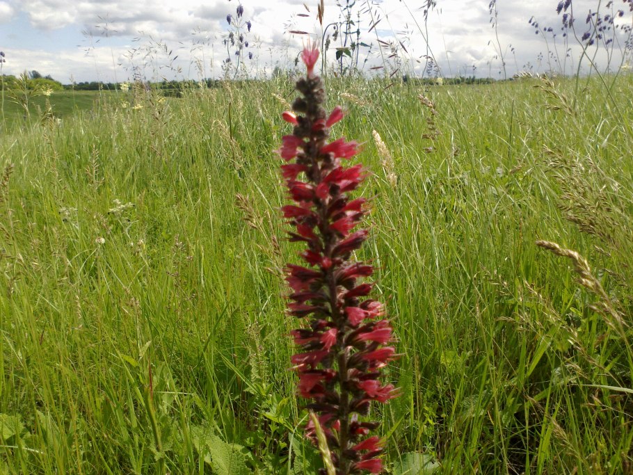 Растения Тейде