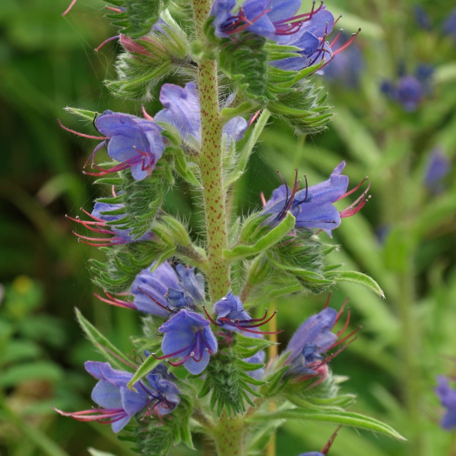 Румянка Степная