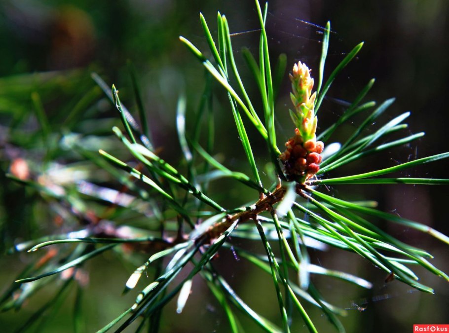 Сосна обыкновенная