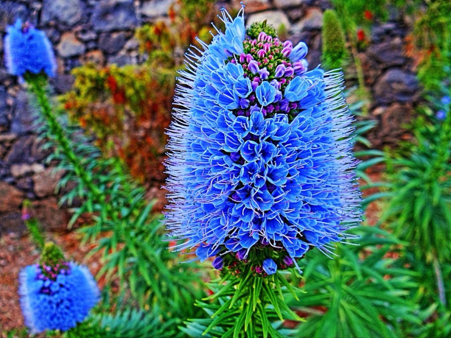 Синяк обыкновенный медонос