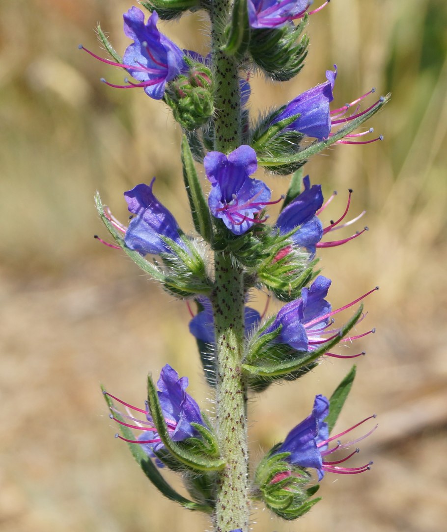 Синяк обыкновенный echium vulgare l