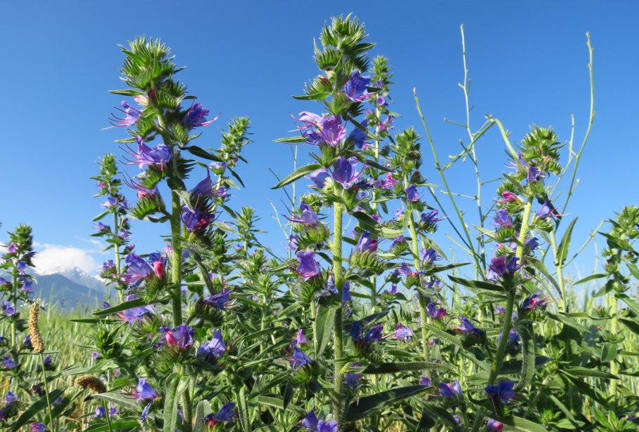 Синяк обыкновенный— Echium vulgare l.