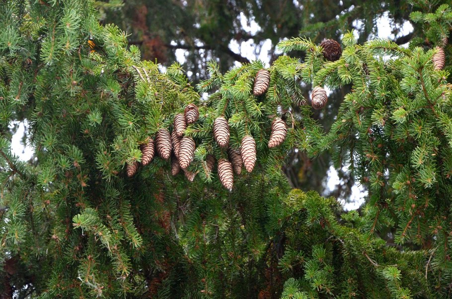 Цветок синяк Биберштейна