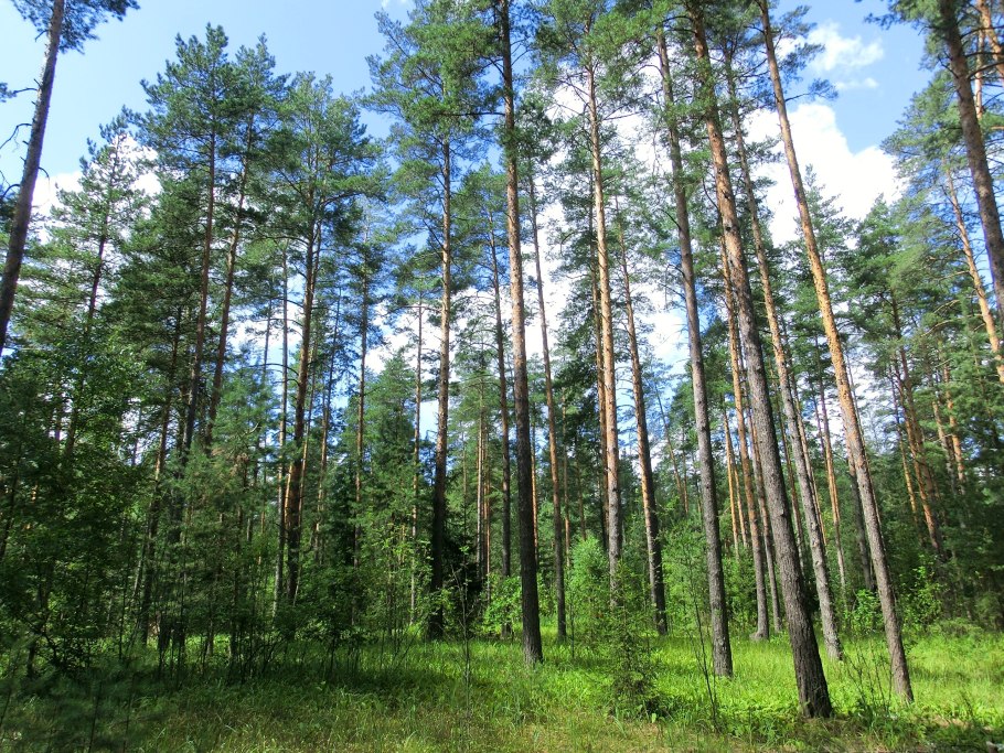 Сосновый лес великий новгород