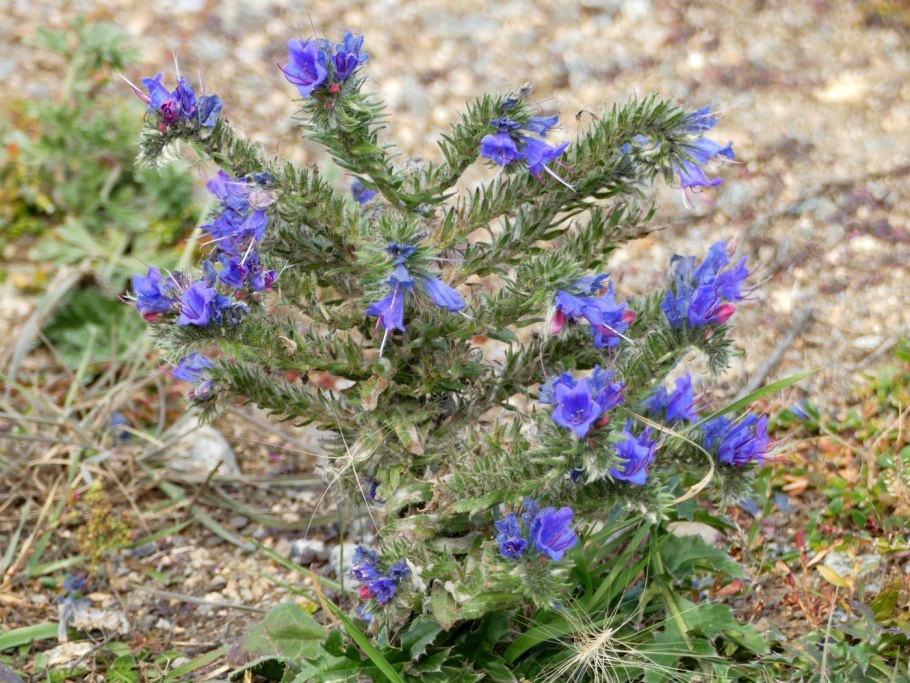Echium vulgare синяк обыкновенный