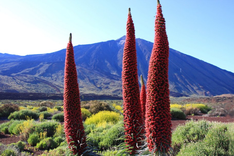 Echium vulgare синяк обыкновенный