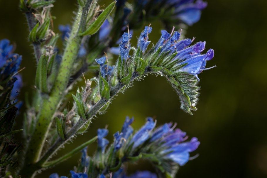 Эхиума цветок