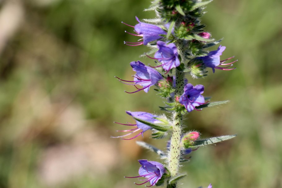 Синяк Echium wildpretii