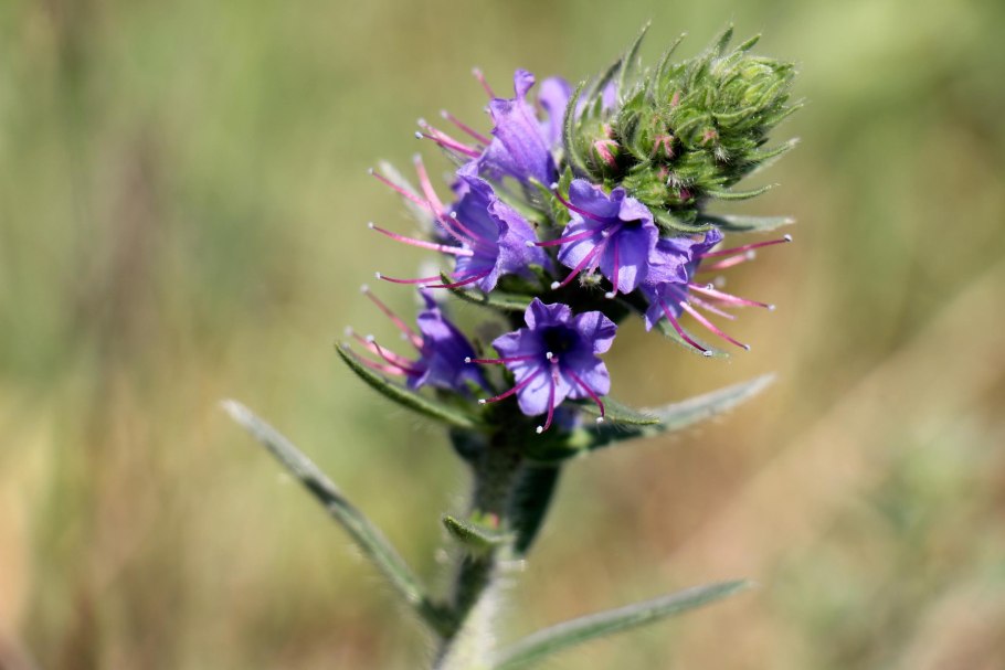 Синяк Echium wildpretii