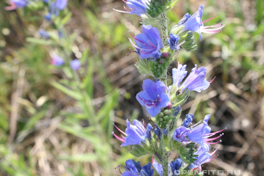 Флора Тенерифе