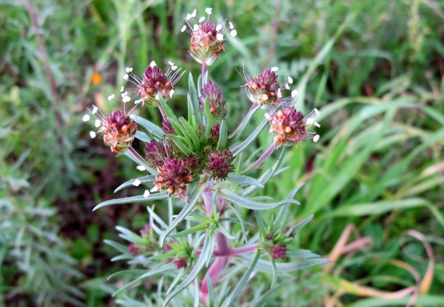 Ель красная Picea Rubens