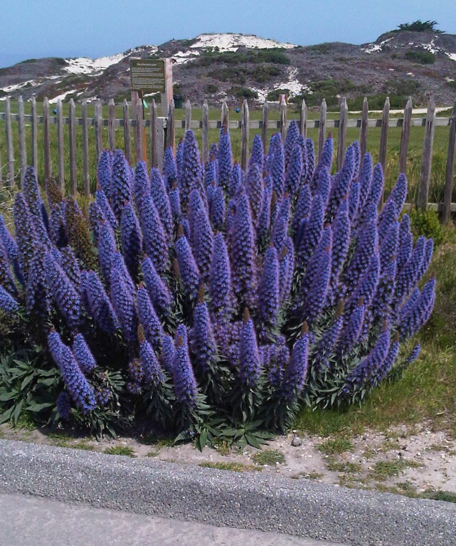 Эхиум низкорослый