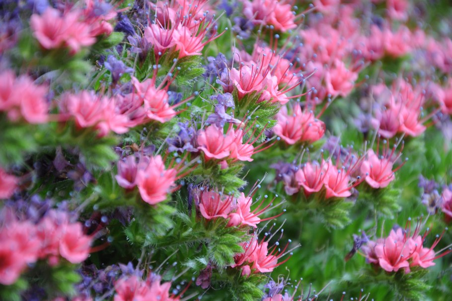 Синяк Echium wildpretii