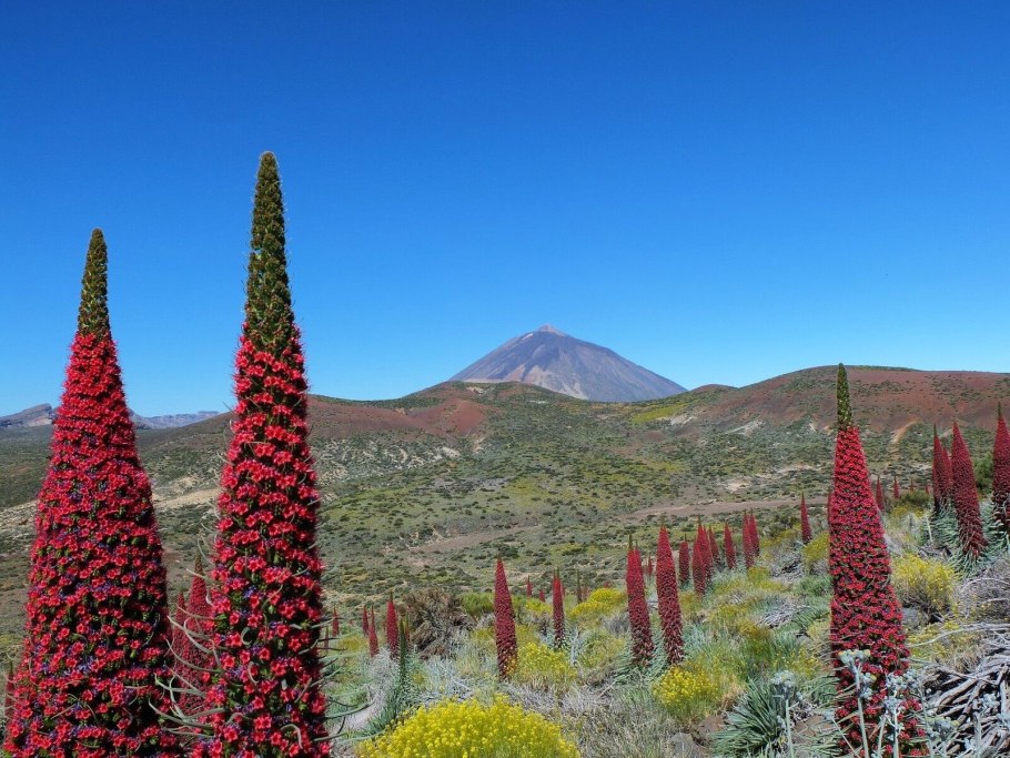 Растение синяк Вильдпрета