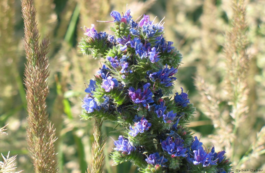 Echium vulgare синяк обыкновенный