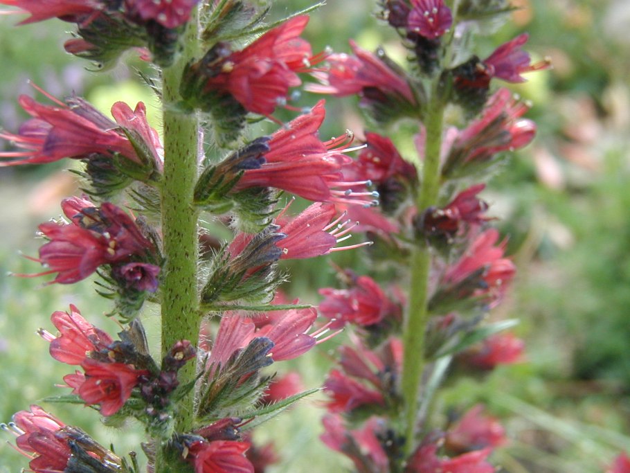 Синяк обыкновенный / румянка обыкновенная