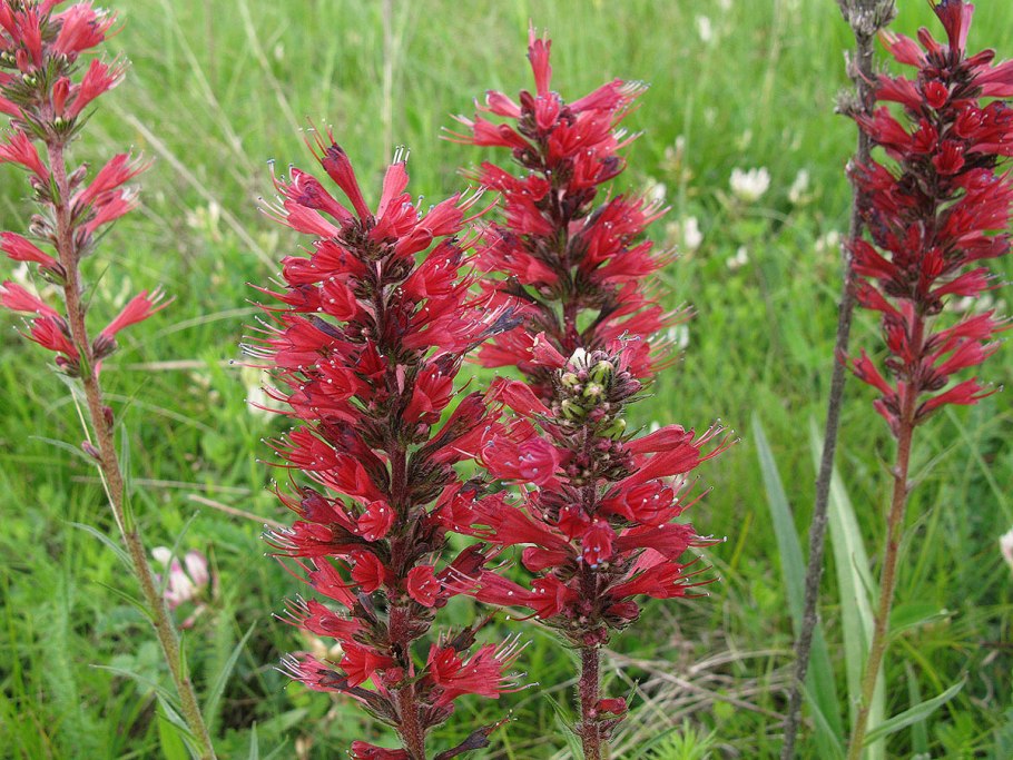 Синяк румянка