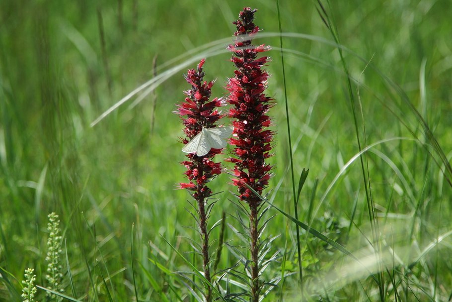 Кедр Сибирский Pinus sibirica