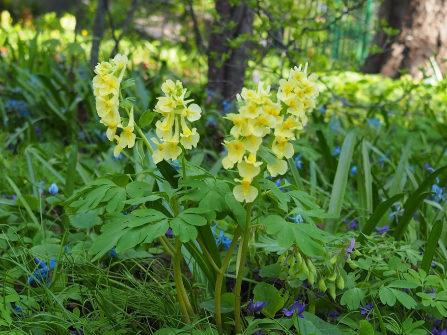 Хохлатка Сибирская крупноприцветниковая