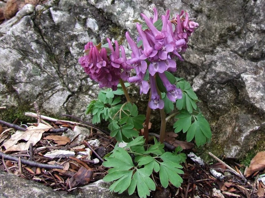 Хохлатка Ледебура (Corydalis ledebuurii)