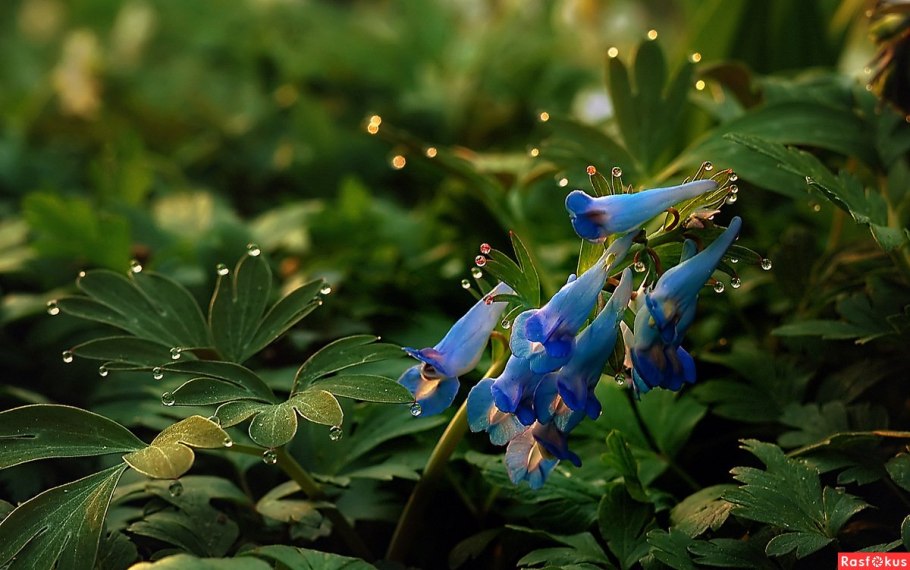 Сцилла Сибирская пушкиния