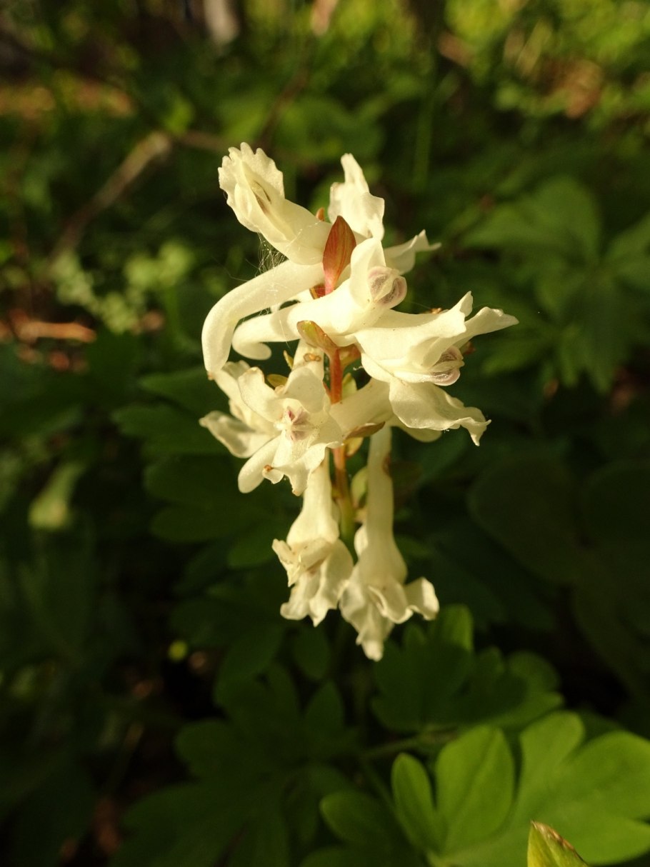 Хохлатка эфемероид