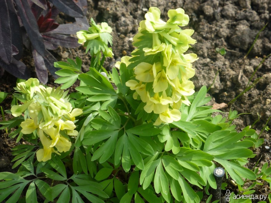 Хохлатка крупноприцветниковая