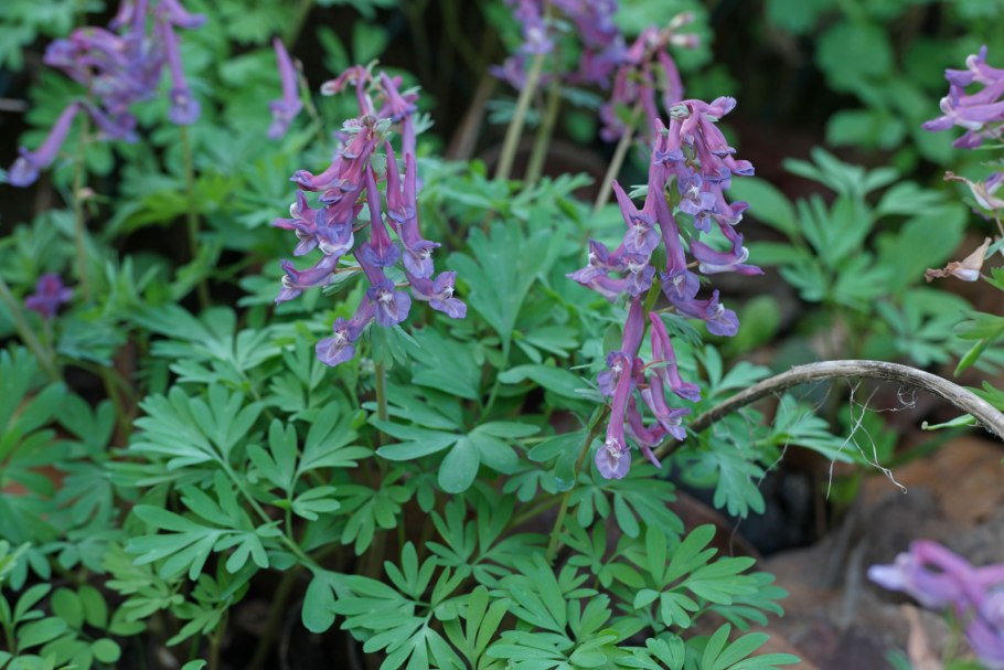 Corydalis sibirica