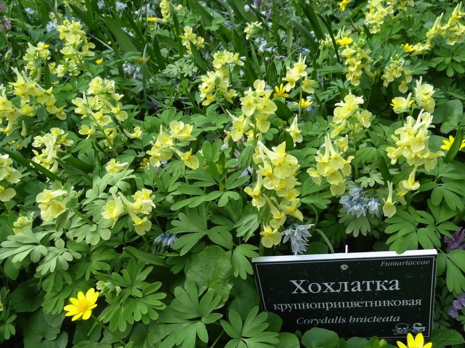 Хохлатка крупноприцветниковая (Corydalis bracteata)