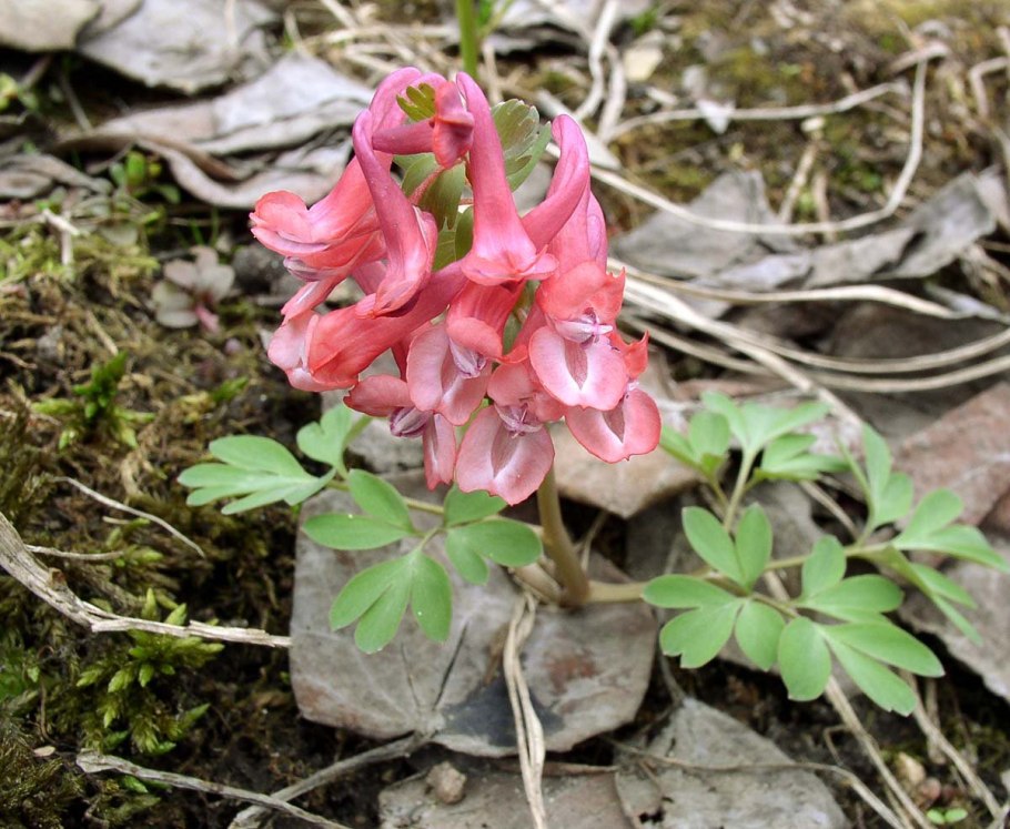 Хохлатка благородная Corydalis Nobilis