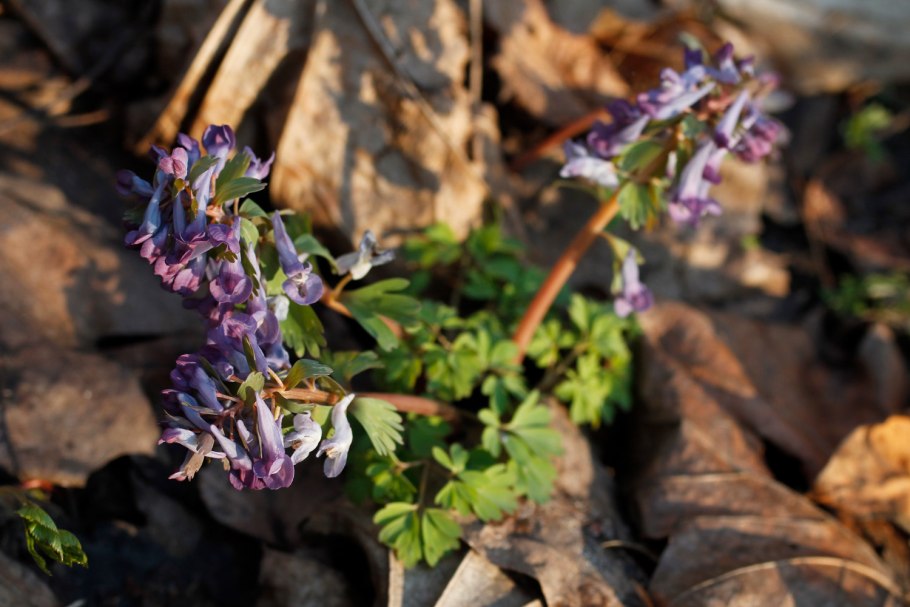 Подснежник хохлатка