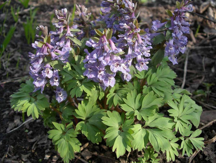 Хохлатка Сибирская крупноприцветниковая