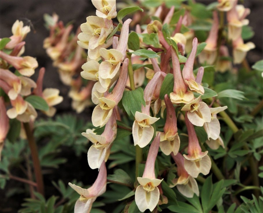 Хохлатка anetkas