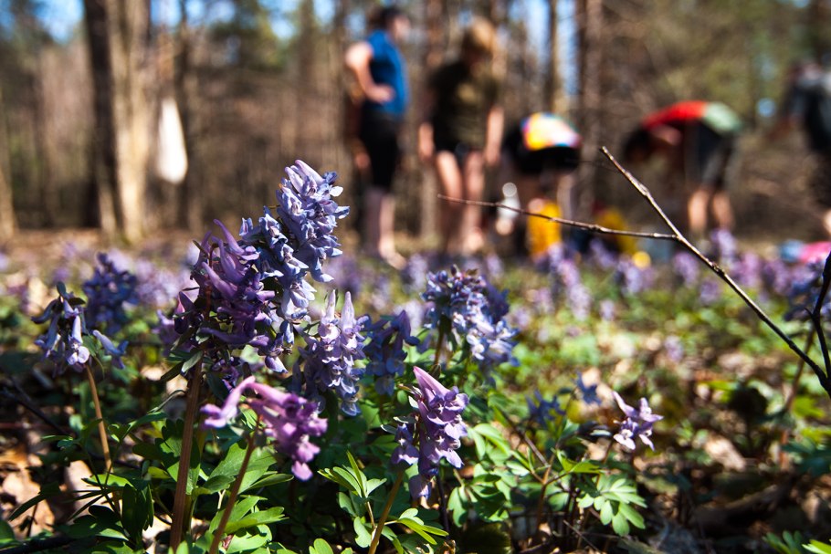 Семена хохлатки плотной