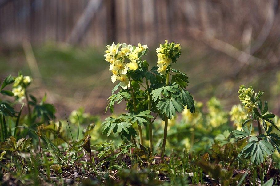 Хохлатка крупноприцветниковая фото