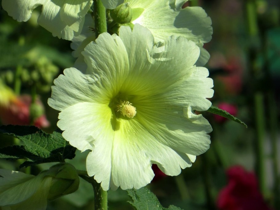 Мальва Мавритана