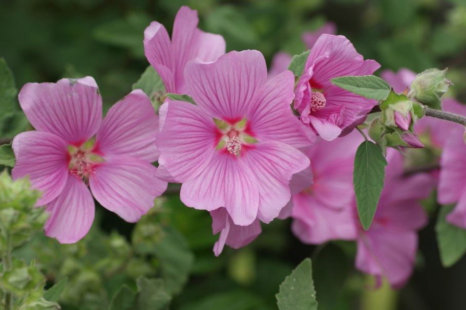 Цветки мальвы