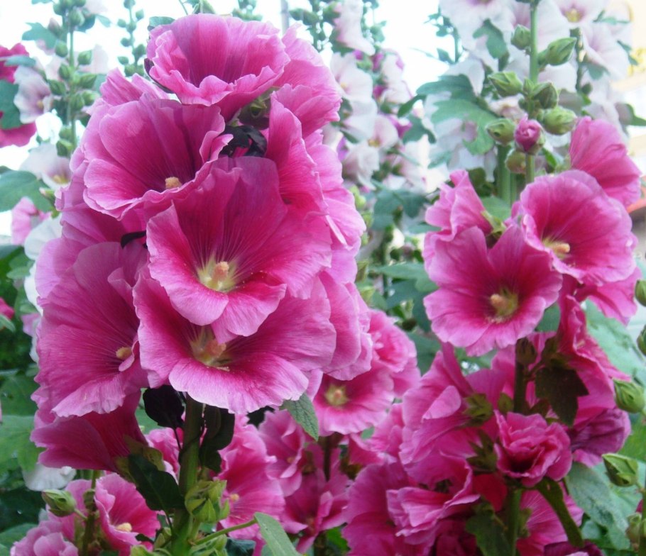 Алтей Луговой