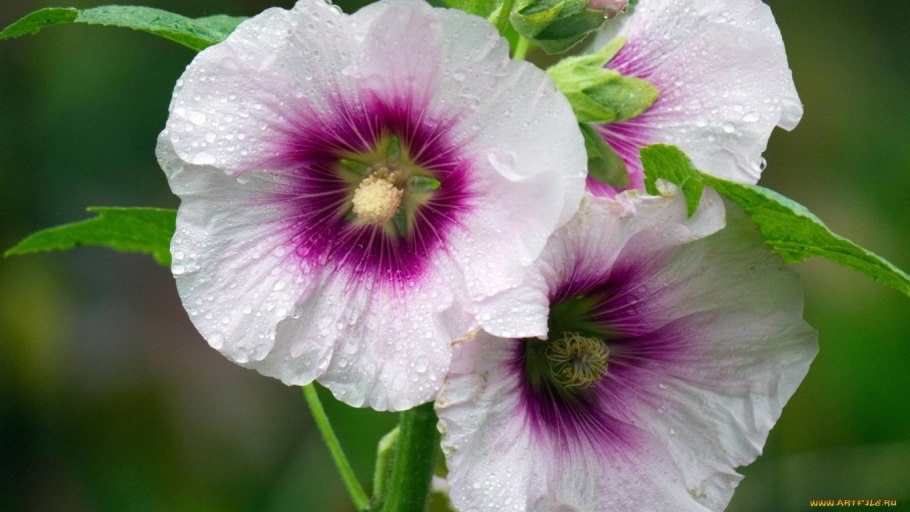 Мальва Мавритана