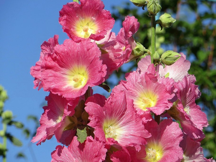 Мальва розовая