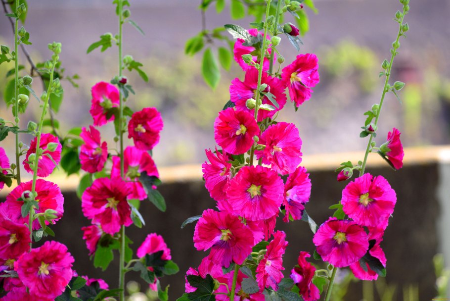 Цветки мальвы