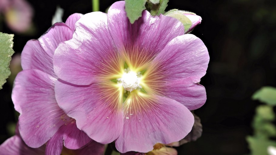 Malvaceae Мальвовые