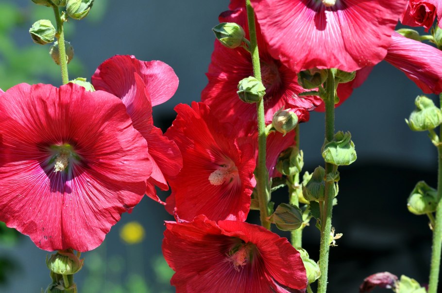 Мальва Мавритана