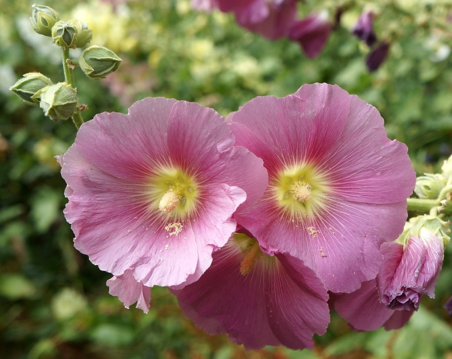 Цветы Мальва просвирник