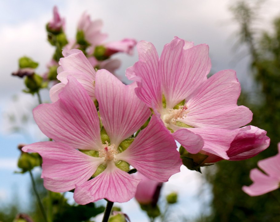 Мальвовые (подсемейство)