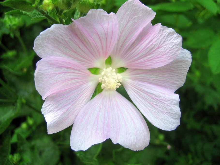 Мальва обыкновенная