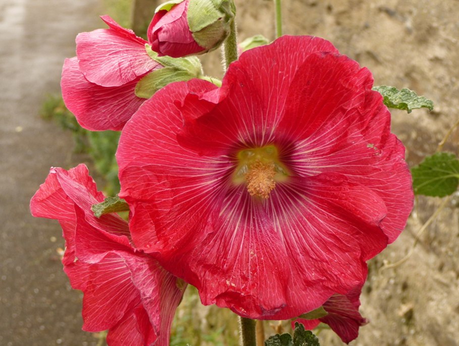 Мальва мускусная rosea